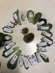 多肉植物　葉挿し