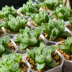 セール　多肉植物　ハオルチア　ハオルシア　ピグマエアミュータント