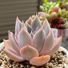 多肉植物 ☘️ リラシナ×ラウイ 抜き苗