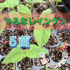 つるなしインゲン苗　インゲンマメ　さやいんげん　夏野菜　家庭菜園　ガーデニング　自由研究