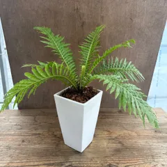 ブレクナム シルバーレディ Blechnum gibbum 