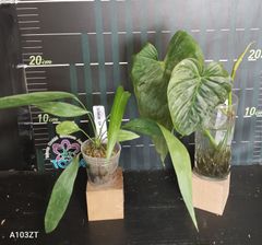 【ダリアン　様　専用】アンスリウム ペンデンス  Anthurium type pendens JA、フィロデンドロン マジェスティックPhilodendron Majestic（カット苗）