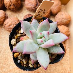 コロラータブレンディティ　多肉植物　エケベリア