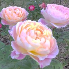 額装花の絵 フランス フラワー フラワーアレンジ 版画 アクリル