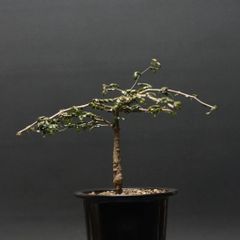 "Operculicarya pachypus" オペルクリカリア パキプス 管理2251