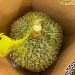 [6月5日に再入荷、入荷次第出荷] 生鮮 フレッシュ ベトナム産ドリアン  XLサイズ1玉（2,7kg～）