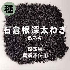【種】ネギ　石倉根深太ねぎ　農薬不使用　100粒