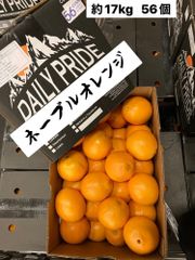 ネーブル　オレンジ　カリフォルニア産