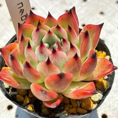 コタロウ　多肉植物　エケベリア　韓国苗