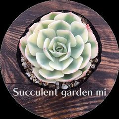 多肉植物 種子 トリマネンシスリオトリマン エケベリア 20粒 ケーレス