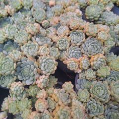 ☆ヘイル☆　雹　多肉植物