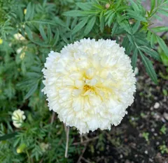 マリーゴールド花種３０００粒＋選べる粗品＋匿名送料無料です＼(^o^)／ マリーゴールド花種3000粒＋選べる粗品＋匿名送料無料です＼(^o