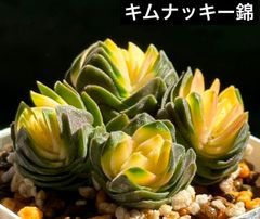 ゆきさん　韓国苗セット 2025年最新】多肉植物 韓国苗 セットの人気アイテム - メルカリ