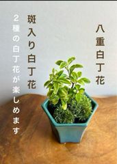 ミニ盆栽　２種の白丁花　瀬戸焼六角ケンガイ（オリベ）