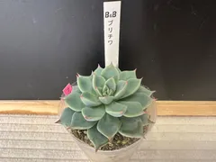 2025年最新】ぼのぼのさん苗の人気アイテム - メルカリ