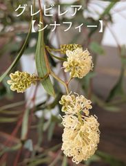 【ラスト】矮性グレビレア　シナフェア　シナフィー　レア品種　５号鉢　オージープランツ　切り花
