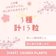 初心者オススメ【種子】パキポディウムセット3種類 / セット割引対象外商品