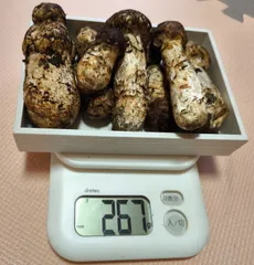 2025年最新】岩泉 松茸の人気アイテム - メルカリ