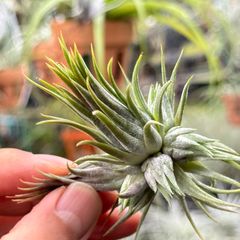 全9頭うち新子株7芽発生中クランプ＊ チランジア イオナンタ ヘーゼルナッツ Tillandsia ionantha Hezel Nut＊エアプランツ＠フラワーショップ江口
