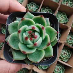 多肉植物 エケベリア 白鳳hyb 超大群生　抜き苗 多肉植物 エケベリア 白鳳hyb 超大群生 抜き苗