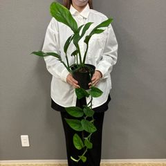 超希少❗️交配種❗️チランジア メアリーZ チアペンシス×ローランド