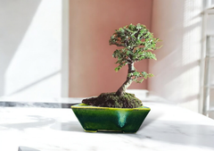 【BONSAI】国産陶器　盆栽鉢 （植木鉢）正角 6号（19cm 高さ8cm）＋おまけ：蛙と亀