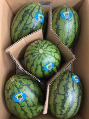 小玉スイカうりぼう4玉入り‼️甘くて美味しい！北海道東北各県沖縄発送不可 小玉スイカウリ坊4玉入り‼️北海道東北各県沖縄発送不可 - メルカリ