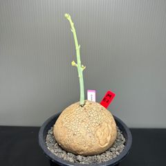 塊根植物　ステファニア　エレクタ　発根済　発芽済