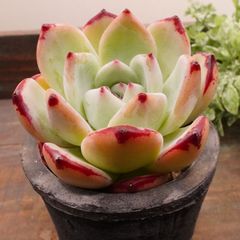 MA134	コロラビン	【イータニク】多肉植物　韓国苗　第四種郵便発送