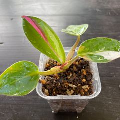 【美斑入】　フィロデンドロン　ホワイトプリンセス　philodendron Whiteprincess