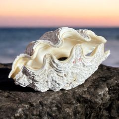 セール品　夜光貝　クモガイ　ヒメシャコガイ　セット　インテリア　飾り物　オブジェ 2025年最新】夜光貝オブジェ￼の人気アイテム - メルカリ