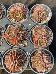 抜き苗 セントルイス MY17×18株 ふっくら 多肉植物 エケベリア サボテン 韓国苗 新入荷