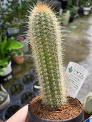 ミクラントセレウス　サボテン　3.5号　観葉植物　インテリア　グリーン　オシャレ　乾燥　丈夫　育てやすい