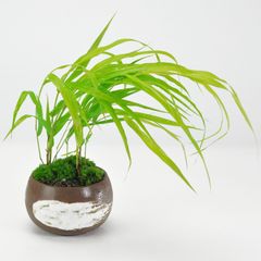 黄金風知草 万古焼ハケメ丸鉢
