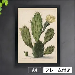 No.300ドイツ ビンテージ 紙もの ボタニカルアート 植物図鑑 水彩画 No.300ドイツ ビンテージ 紙もの ボタニカルアート 植物図鑑 水彩画