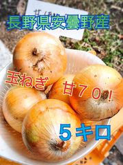 期間限定！玉ねぎ　甘７０　５キロ　農薬：栽培期間中不使用