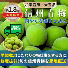 信州青梅 ～爽やかな香りと共に～【内容量】約1.8kg【配送方法】通常配送【サイズ】L以上【品目】梅（うめ）【品種】当店お任せ【産地】長野県【規格】ご家庭用A品B品混合【詰め方】 バラ詰め【配送までの日数】1～4日