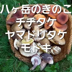 2025年最新】ヤマドリタケモドキの人気アイテム - メルカリ