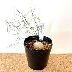 シゾバシス イントリカータ 3号 /  多肉植物 塊根植物 球根植物 コーデックス