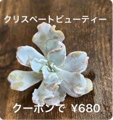 多肉植物  クリスペートビューティー  韓国苗  カット苗