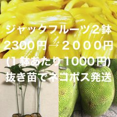 ⭐️⭐️ジャックフルーツの苗2鉢⭐️⭐️2300円→2000円(1鉢1000円) ネコポス発送　パラミツ、波羅蜜、熱帯フルーツの苗木　波羅蜜苗木　パラミツ苗木