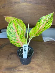 2025年最新】アグラオネマ ピンクの人気アイテム - メルカリ