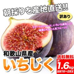 いちじく 和歌山県産 訳あり イチジク無花果 1.6kg【400g×4パック】発送開始予定日:8月上中旬〜