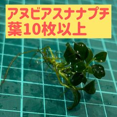 【水中葉•無農薬】アヌビアスナナプチ葉10枚以上（写真同等）