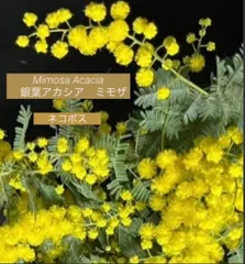 ③mo___.様❤︎専用　人気　フレッシュ　ミモザ　ネコポス　2月中旬〜下旬の発送予定ふわふわ〜先端つぽみまで　ふわふわミモザイエロー　可愛い　銀葉アカシアミモザ