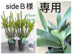 専用　コウモリラン　エリカ　合計３点