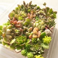 寄せ植えにもおすすめ　多肉植物20種類以上 セダム等カット苗セット