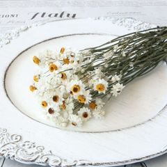 アンモビューム 約10～12g ｜ ドライフラワー 国産 花材 アンモビウム