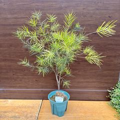④ アカシア フェニックスゴールド 6号 オージープランツ