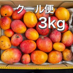 沖縄県産 【訳あり】完熟アップルミニマンゴー3キロ